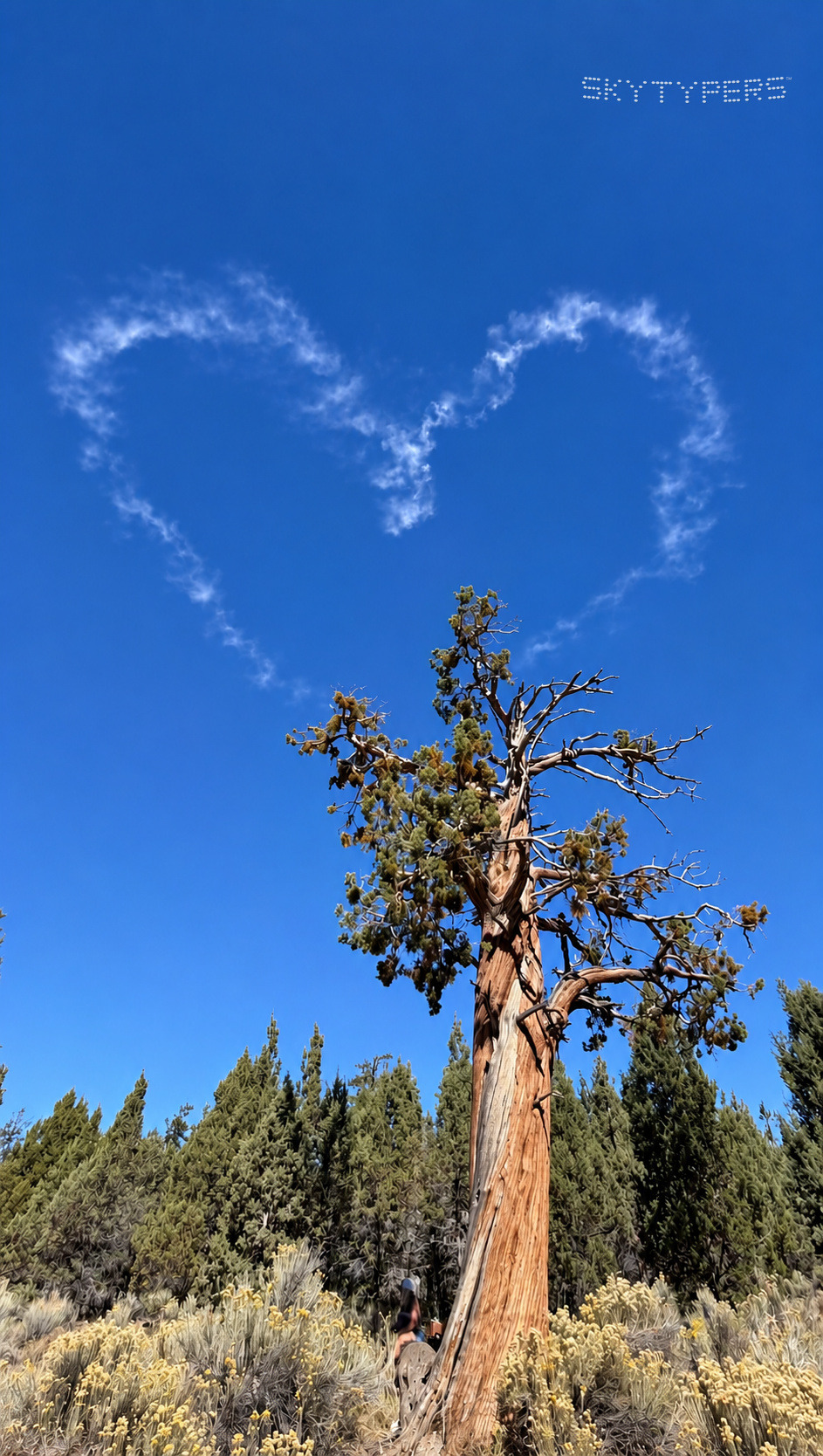 A white smoke heart in a blue sky above a tall juniper tree and a wooded landscape.