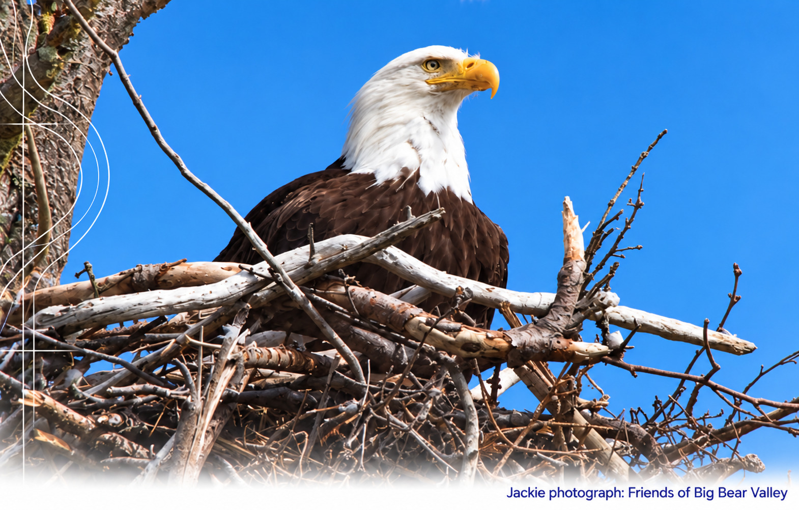 Jackie, a bald eagle, in her nest. Photograph by Friends of Big Bear Valley.